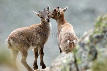 Young Ibex licking eye of an other Mercantour France