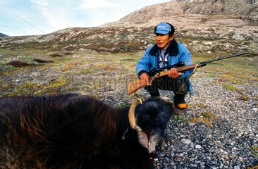 Moschusfleischjagd Terre de Jameson Grönland