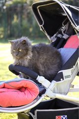 Cat sitting in a baby stroller France