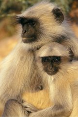 Female of Hanumans langur and her young India