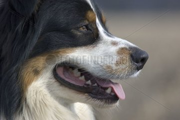 Portrait of Berner Sennenhund