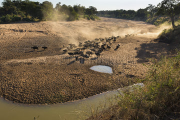 African Buffalo (Syncerus Caffer) herd into dry riverbed  South Africa  Kruger national park