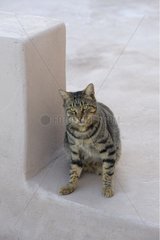 Domestic Cat sitting Cyclades islands Greece