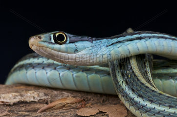 Blue ribbon snake (Thamnophis sauritus nitae)  USA