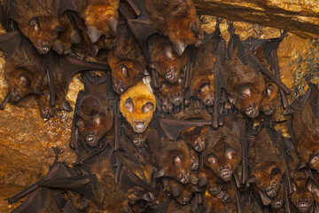 Schneider's roundleaf bat (Hipposideros speoris)  leucistic speicmen in colony  Kanneliya  Sri lanka