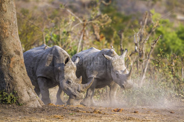 Southern white rhinoceros (Ceratotherium simum simum) threatening  Kruger National Park  South Africa