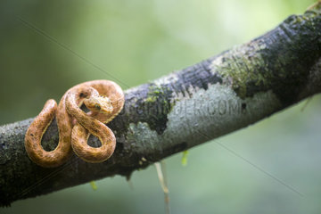 Eyelash viper (Bothriechis schlegelii) on a branch  Chocó colombiano  Ecuador