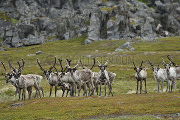 Reindeer in the tundra - Varanger Norway