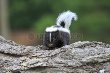 Young Striped Skunk on a trunk - Minnesota