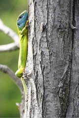 Male European Green lizard climbing on a tree trunk Bulgaria