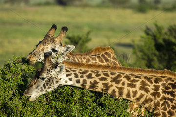 Portrait of Masai giraffes eating - Masai Mara Kenya