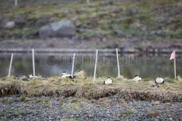 Common Eider (Somateria mollissima) males at nest on a protected site for down harvest  Iceland