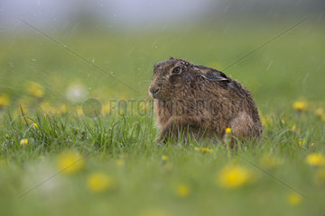 Brown Hare under the rain in a meadow at spring - GB