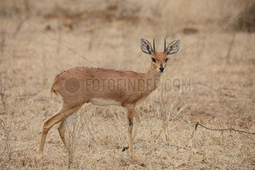 Steenbok (Raphicerus campestris) male in savanna  Kruger  South Africa