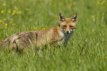 Red fox (Vulpes vulpes)  near Huesca  Spain