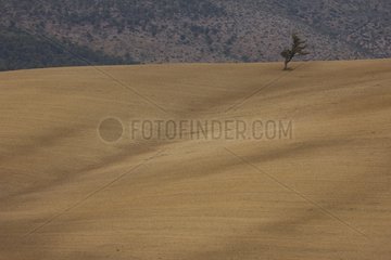 Cultivated fields in the region of Campiña Seville Spain