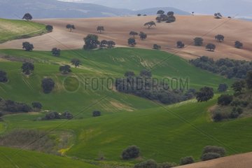 Cultivated fields in the region of Campiña Seville Spain