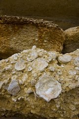 Oyster shells bonded Cabo Roche Costa de la Luz Spain