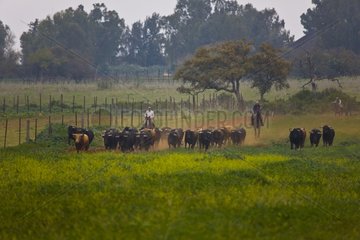 Herd of Bulls in Andalusia Spain