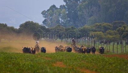 Herd of Bulls in Andalusia Spain