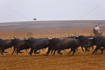 Herd of Bulls in a field Andalusia Spain