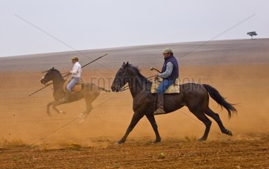 Riders pushing a herd of bulls Andalusia Spain
