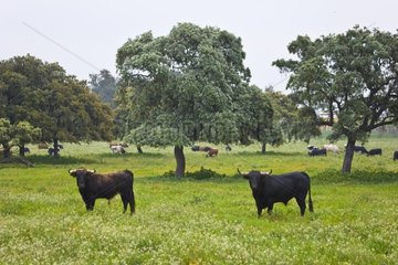 Herd of bulls in a meadow in Andalusia Spain