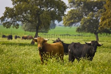 Bulls in a meadow in Andalusia Spain
