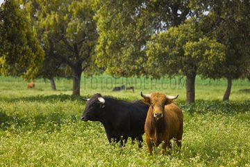 Two Bulls in a meadow in Andalusia Spain