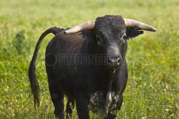Bull in a meadow in Andalusia Spain