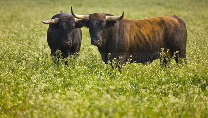 Bulls in a meadow in Andalusia Spain