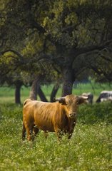 Bull in a meadow in Andalusia Spain