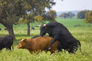 Bull climbing over another in a meadow Andalusia Spain