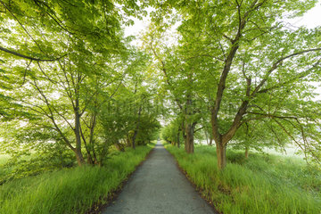 Tree pathway in Spring  Hesse  Germany