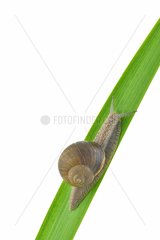 Burgundy Snail on a leaf on white background