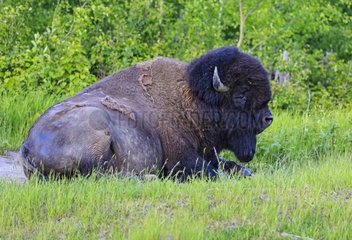 Bison America lying in the grass - Elk Island Canada