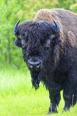 Portrait of America Bison - Elk Island Canada