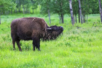 America Bison female in grass - Elk Island Canada