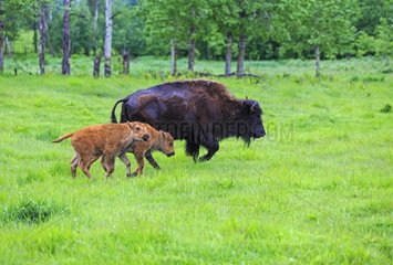 America Bison female and calves in grass - Elk Island Canada