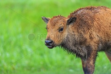 Portrait of America Bison calf in grass - Elk Island Canada