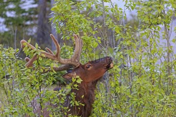 Male elk eating foliage - Banff NP Canada