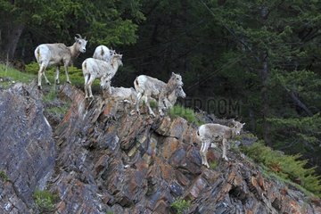 Bighorn sheep and young on rock - Banff NP Canada