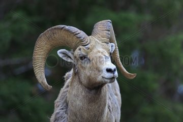 Portrait of Bighorn sheep - Banff NP Canada