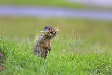 Columbian ground squirrel and grass to burrow - Banff Canada