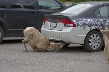Canadian sheep licking the exhaust of a car - Jasper Canada