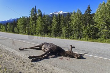 Moose victim of a road collision - Jasper NP Canada