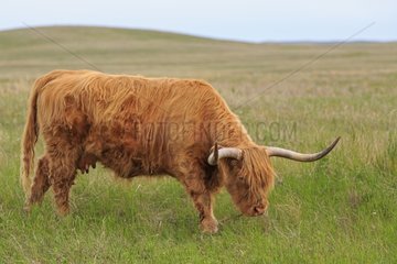 Highland cow grazing - Alberta Canada
