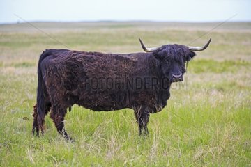 Black Highland Cow - Alberta Canada