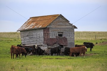 Cows near a wooden barn - Alberta Canada