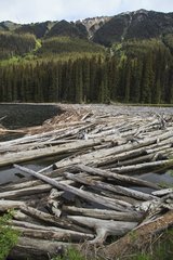 Logs floating on a lake - British Columbia Canada
